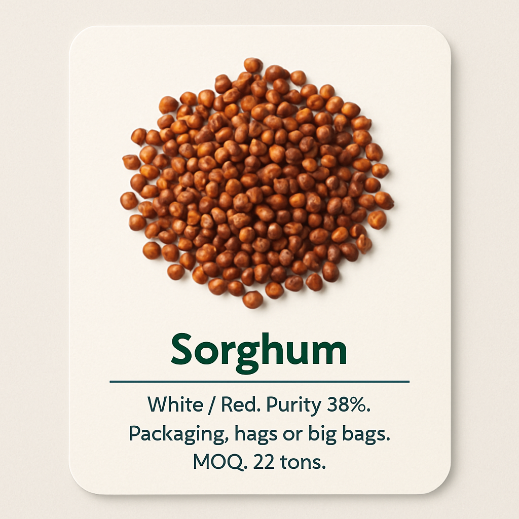 Sorghum